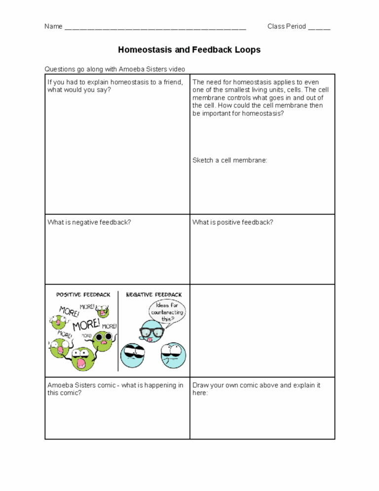 Homeostasis Worksheet State Whether Each Of The Following Indicates Negative Or Positive Feedback Studocu
