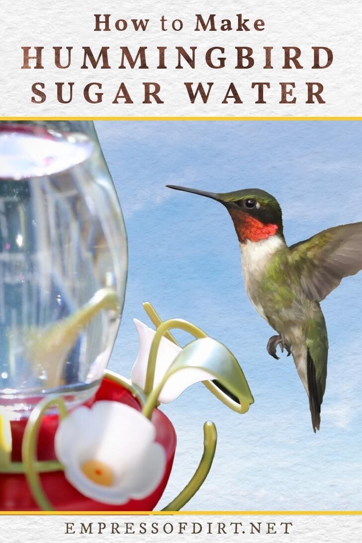 How To Make Hummingbird Food Sugar Water Recipe 