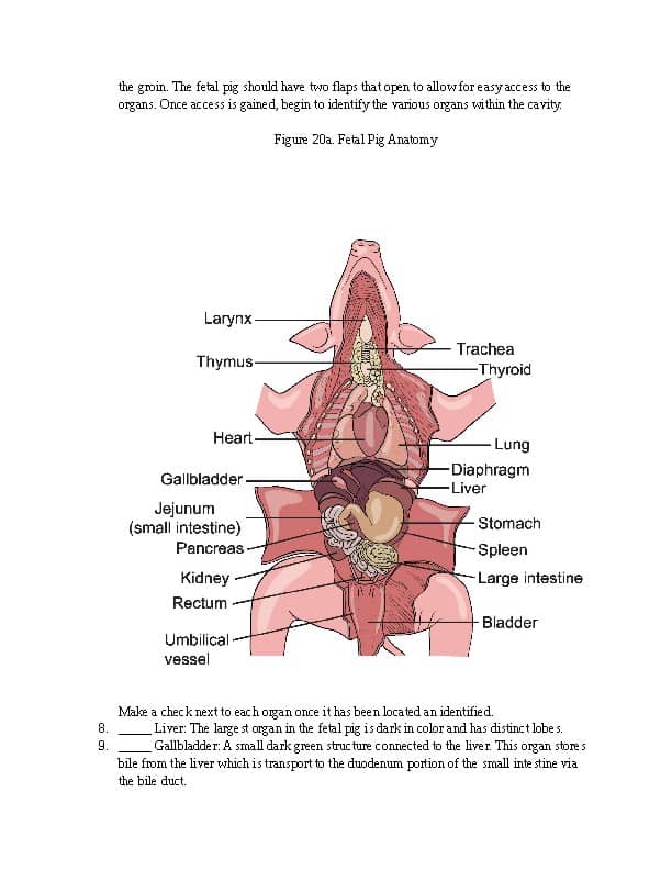 Detailed labeled fetal pig anatomy illustration