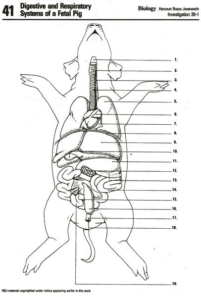 Close-up of organ labels on fetal pig diagram
