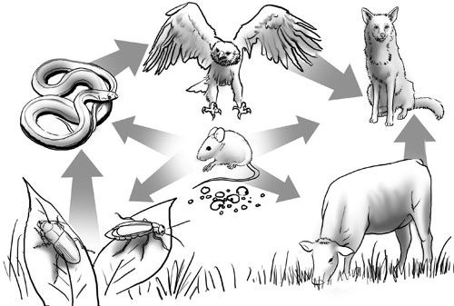 Simple tundra food chain diagram with arrows
